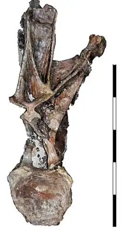 Description de l'image Histriasaurus vertebra.png.