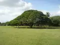 L’arbre d’Hitatchi (Japon) dont la forme rappelle celle des arbres broutés par les herbivores.