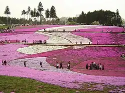 Hitsujiyama-park Phlox subulata 2005.