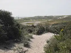 plantations sur du sable