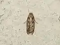 Imago