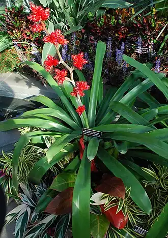 Description de l'image Hohenbergia stellata plant.JPG.