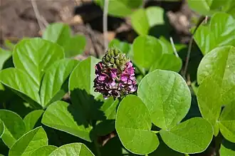 Description de cette image, également commentée ci-après