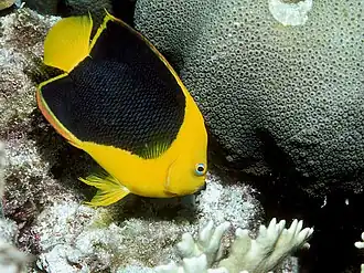 Poisson-ange noir et jaune (Holacanthus tricolor)