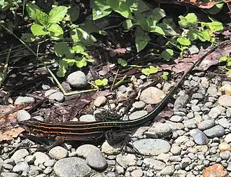 Description de l'image Holcosus anomalus 295504246.jpg.