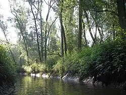 Une marée d’eau douce, rare en Europe.