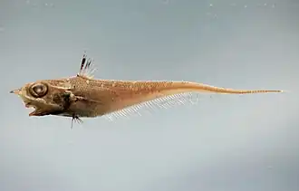 Caelorinchus caelorhincus