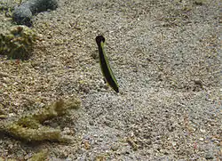 Hologymnosus annulatus juvénile