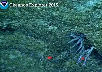 Holopus sp., une Holopodidae