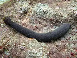 Holothuria flavomaculata.