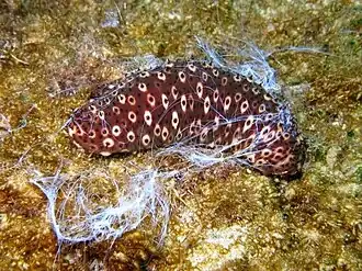 Un concombre cracheur marron (Holothuria sanctori) en Méditerranée.