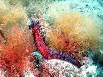 Description de cette image, également commentée ci-après