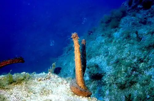 Holothuria tubulosa, autre espèce commune en Europe.