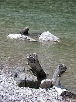 Bois mort et pierres