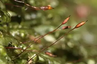 Homalia trichomanoides.