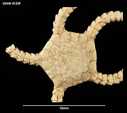 Homalophiura inornata (USNM)