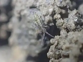 Description de l'image Homidia socia.jpg.