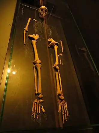 Reconstitution de LB1. Deux faits observables : 1. Une taille du bassin conséquente. 2. Une faible longueur des fémurs.