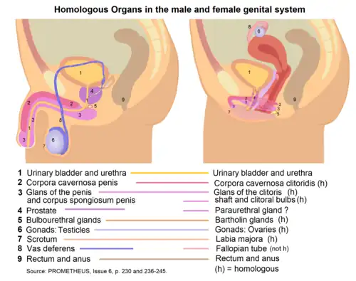 Système reproducteur humain : organes homologues.