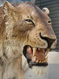 Homotherium, des dents « en burin ».