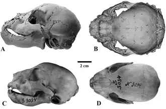 Restitution par scanner du crâne du spécimen momifié d'Homotherium latidens en haut, celle du crâne d'un lionceau en bas.