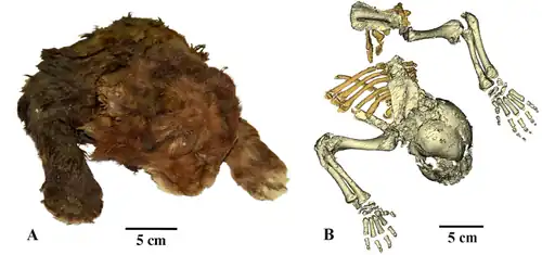 Tête et buste du spécimen momifié d'Homotherium latidens vus du dessus, leur structure squelettique à droite.
