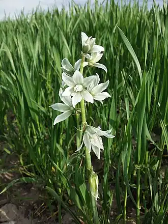 Description de l'image Honorius nutans sl21.jpg.