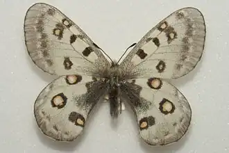 Parnassius honrathi