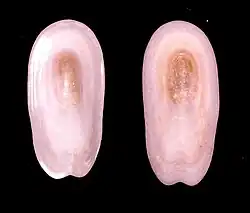 Coquille de Scutus unguis