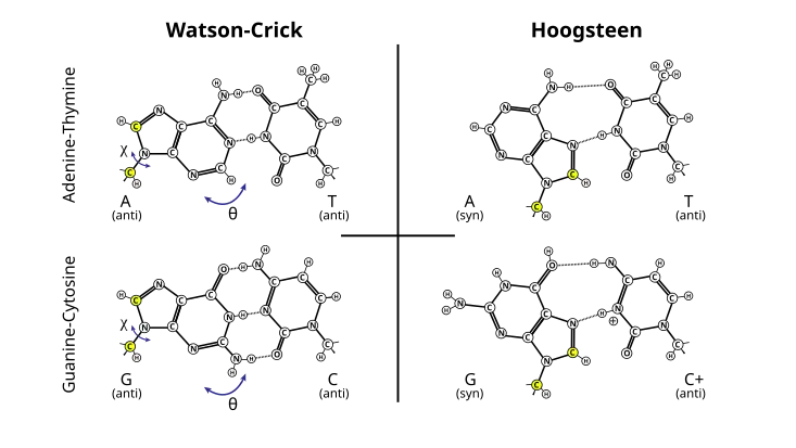 Appariements AT et GC : Watson-Crick (à gauche) et Hoogsteen (à droite).