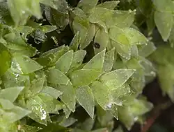 Hookeria acutifolia. On remarque que les cellules sont visibles à l’œil nu, fait rare chez les bryophytes. Les feuilles sont aplanies, donnant un aspect écrasé au rameau.