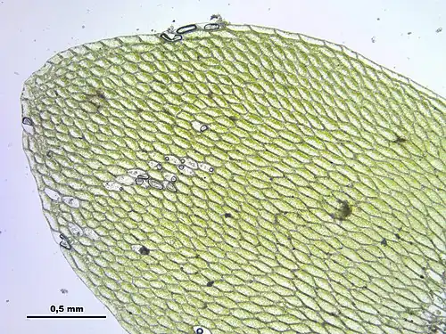 Vue au microscope d'une feuille d'Hookeria lucens. On remarque le motif grillagé des cellules.