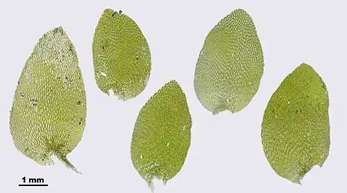 Feuilles d'Hookeria lucens.