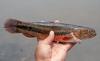 Description de l'image Hoplerythrinus unitaeniatus 205460539.jpg.