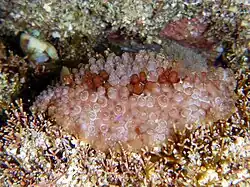 Carminodoris grandiflora