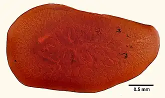 Hoploplana inquilina, un Leptoplanidae