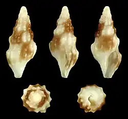 Horaiclavus splendidus