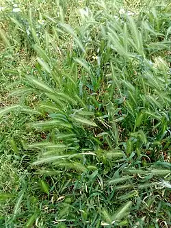 Une touffe d'Hordeum murinum jeune et verte.
