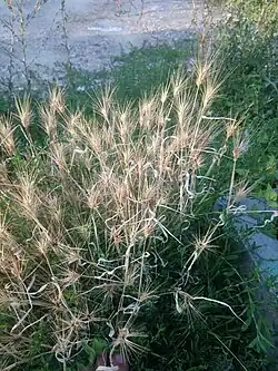 Une touffe d'Hordeum murinum sèche, dont les épis sont près d'être désarticulés libérant les épillets.