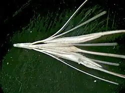 Triade d'épillets sèche détachée ou « désarticulée » d'Hordeum murinum.