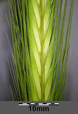 Gros-plan sur un épi d'Hordeum murinum montrant comment chaque épillet s'insère dans l'épi.