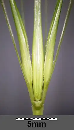 Triade d'épillets dont un fertile entouré de deux stériles.