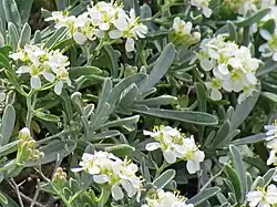 Hormathophylla spinosa en fleurs