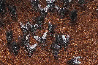 Description de l'image Horn flies.jpg.