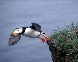  Un Macareux cornu s'élançant d'une falaise, prêt à s'envoler.