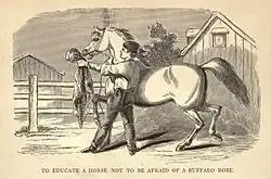 Dessin d'un homme tenant la tête de son cheval à côté d'une peau de bovin mort.