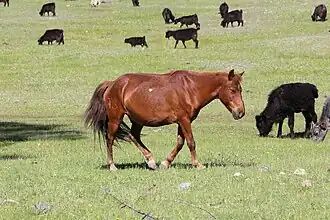 Image illustrative de l’article Darkhad (cheval)