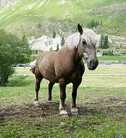 Vue de l'avant-main de trois quarts, encolure relevée