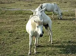 Accouplement chevalin au Népal.