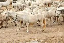 Groupe de chevaux dans les tons blanc-crème.